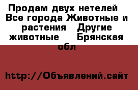 Продам двух нетелей - Все города Животные и растения » Другие животные   . Брянская обл.